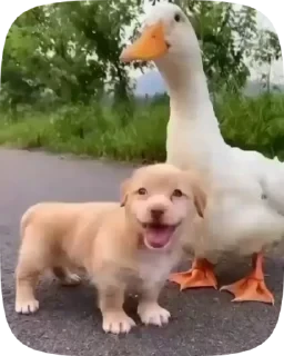 Dogs — 15