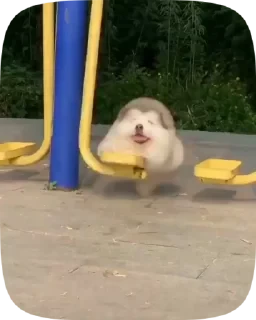 Dogs — 16