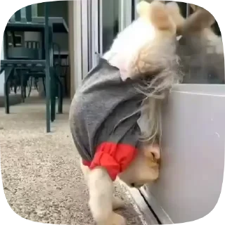 Dogs — 17