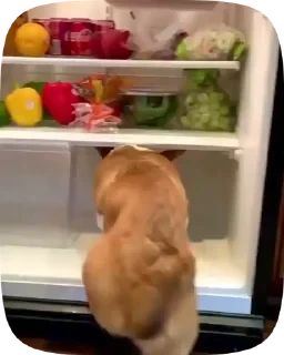 Dogs — 18