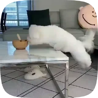 Dogs — 19