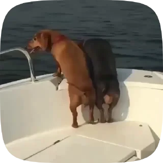 Dogs — 20