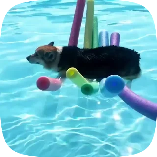 Dogs — 3
