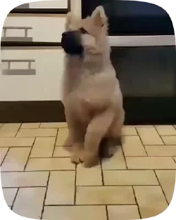 Dogs — 21