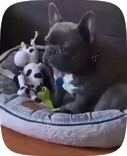 Dogs — 22