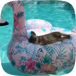 Dogs — 23