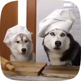 Dogs — 24