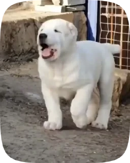 Dogs — 25