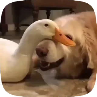 Dogs — 26