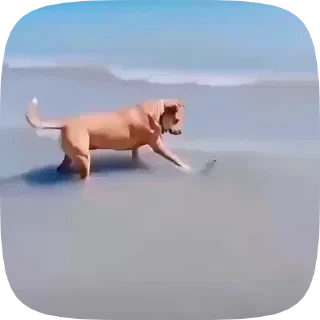 Dogs — 27