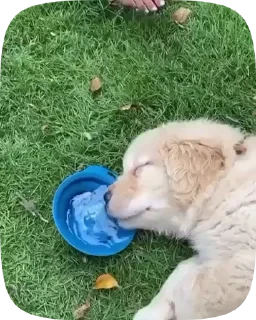 Dogs — 28