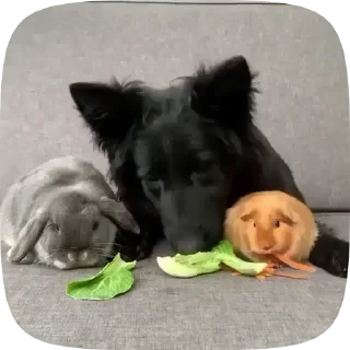 Dogs — 29