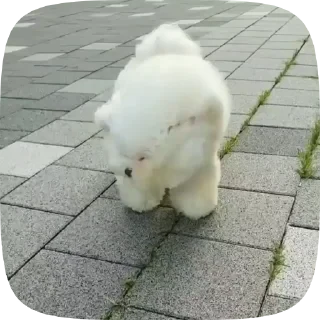 Dogs — 30
