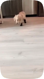 Dogs — 4