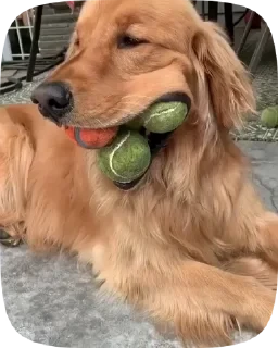 Dogs — 37
