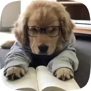 Dogs — 38