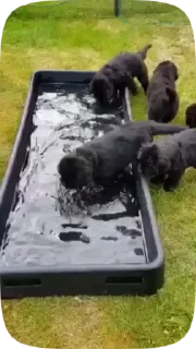 Dogs — 5