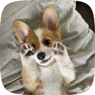 Dogs — 6