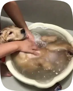 Dogs — 7