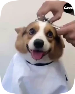 Dogs — 8