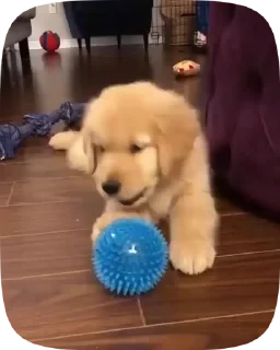 Dogs — 9