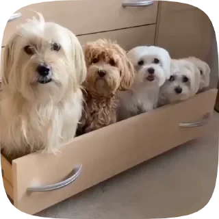 Dogs — 10