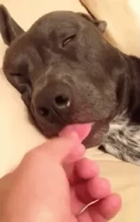 Dogs — 1