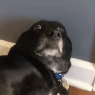 Dogs — 11