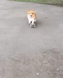 Dogs — 12