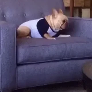 Dogs — 13