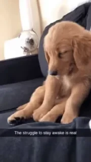 Dogs — 14