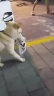 Dogs — 16