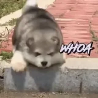 Dogs — 17
