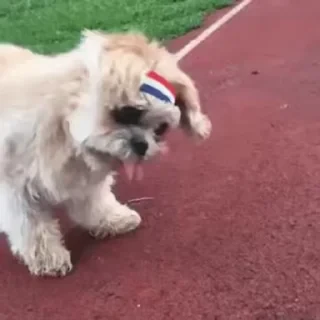 Dogs — 18