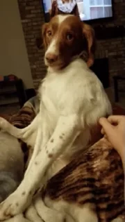 Dogs — 19