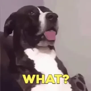 Dogs — 3