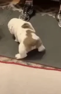 Dogs — 21