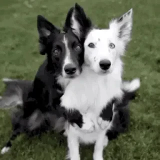 Dogs — 22