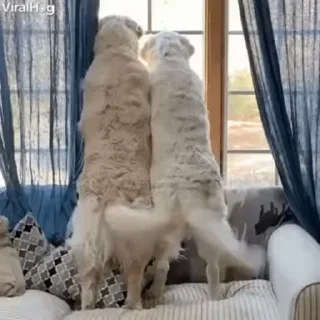 Dogs — 23