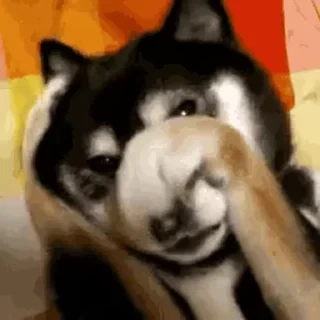 Dogs — 24