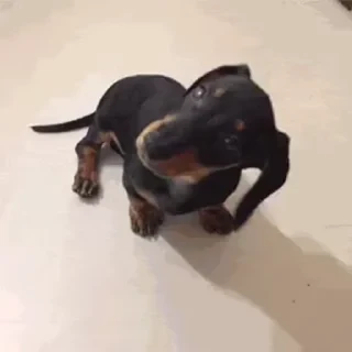 Dogs — 25