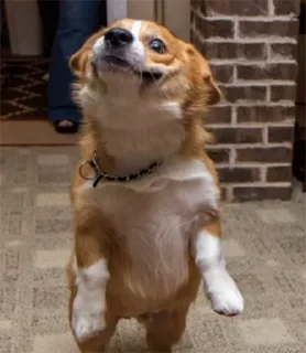 Dogs — 26