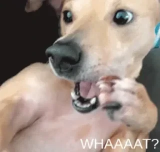 Dogs — 27