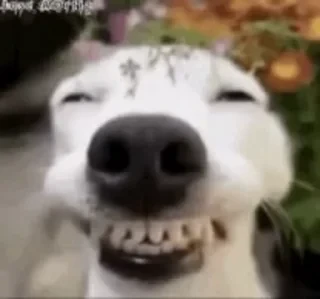 Dogs — 28