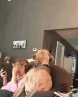 Dogs — 29
