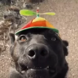 Dogs — 30