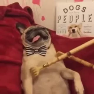 Dogs — 4