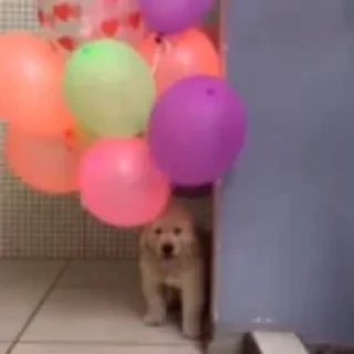 Dogs — 32