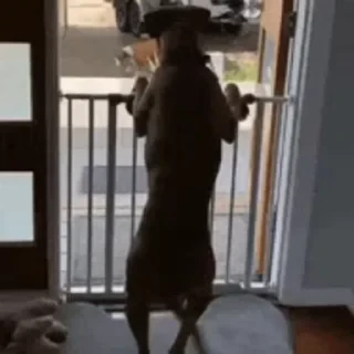 Dogs — 33