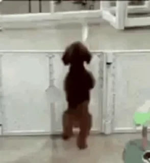Dogs — 36
